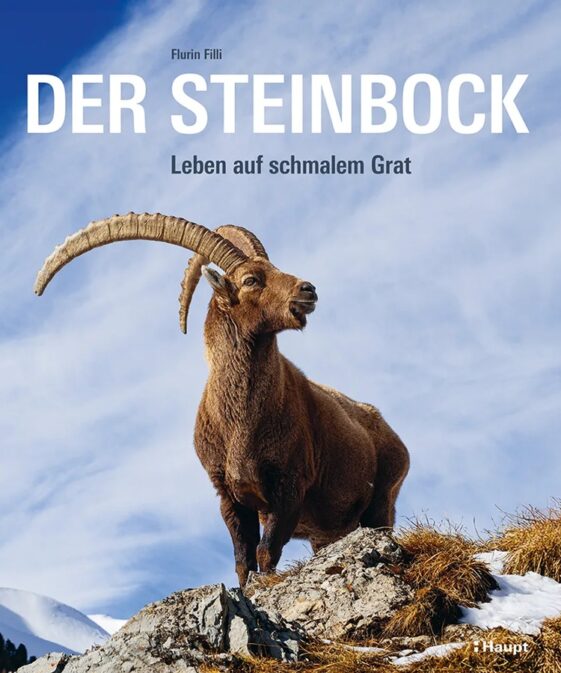 Der Steinbock - Leben auf schmalem Grat