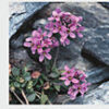Our Alpine Flora