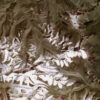 Everest Satellite Map 1:100 000